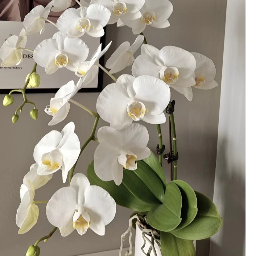 蝴蝶兰【阿玛】1.7寸花苗