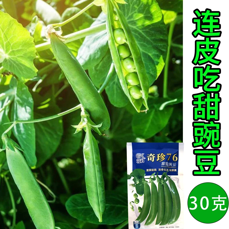 【买一送一】奇珍76甜豌豆带皮吃甜脆豌豆水果豌豆种子秋季种植种子