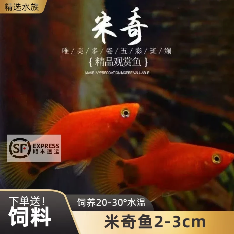 【顺丰包邮】米奇小型胎生皮球热带观赏鱼玛丽热带鱼耐活好养小鱼