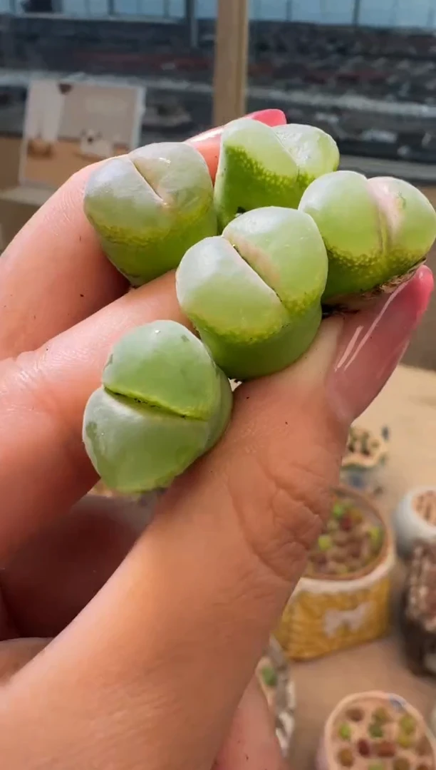 3-87多肉植物肉锥一颗