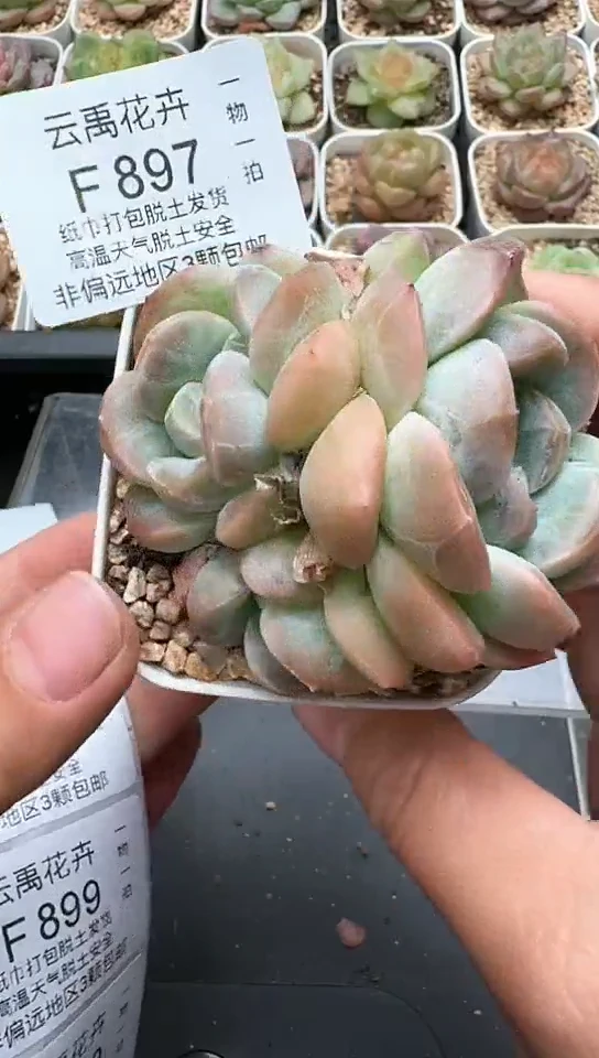 897F云禹多肉植物 默认脱土纸巾打包 3颗包邮