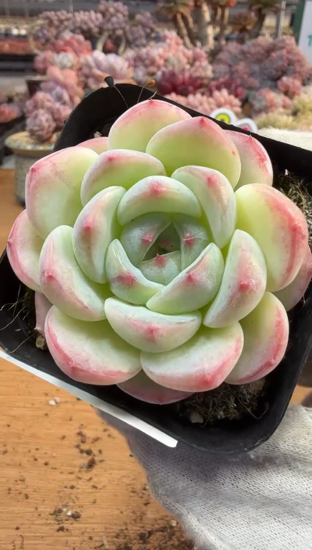 东云多肉园三店-93