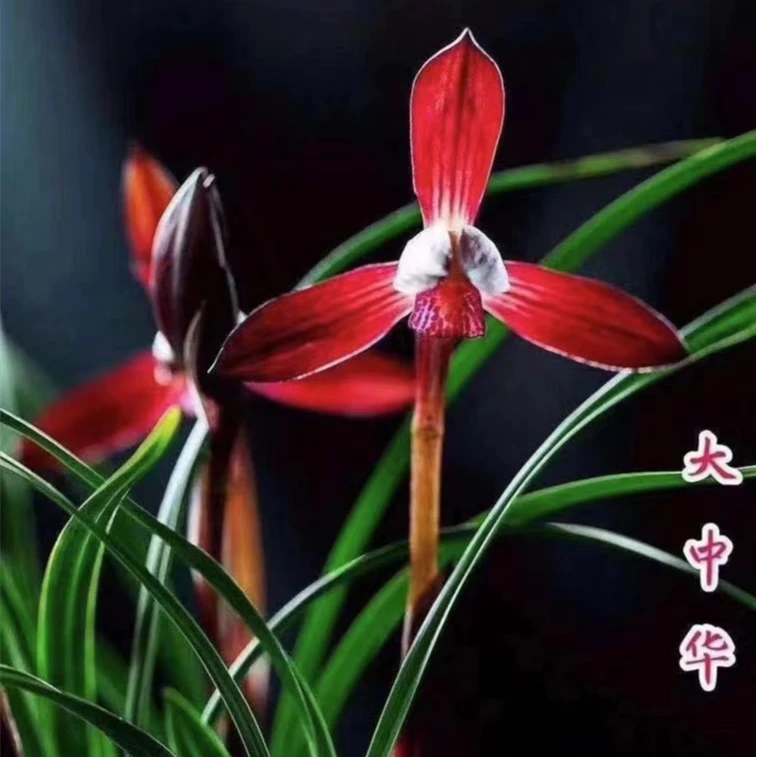 【大中华】春兰红花名品浓香红花