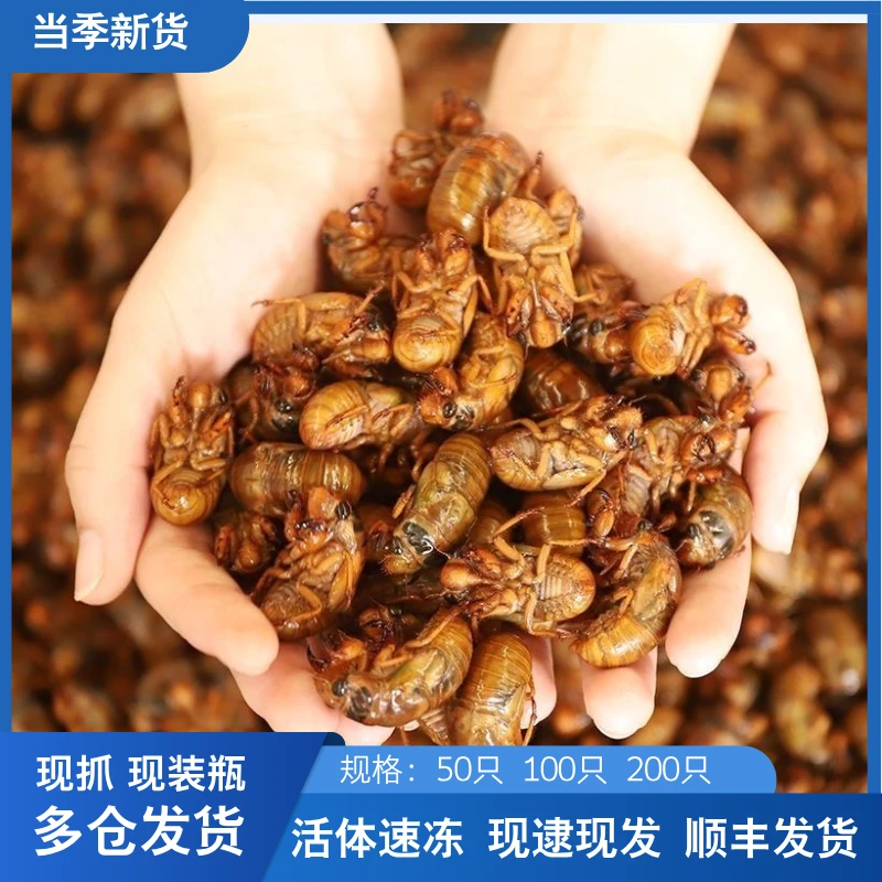 【顺丰次日达】新鲜当季 姐猴金禅知了 爬叉速冻冷链发货