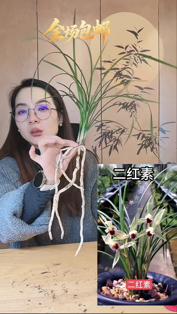 当前无花栽培后可以开花：二红素