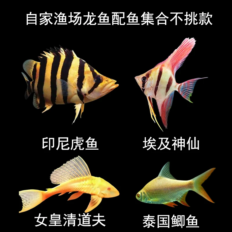 自家渔场龙鱼配鱼大集合不挑款直播间(改价)专属链接