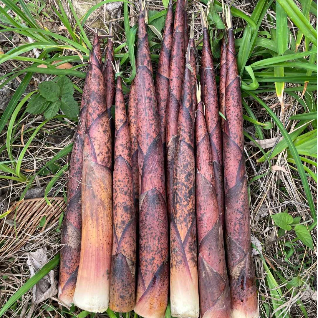 新鲜竹笋现拔春笋现挖花笋纯天然好吃农家带壳笋尖当季蔬菜竹山笋