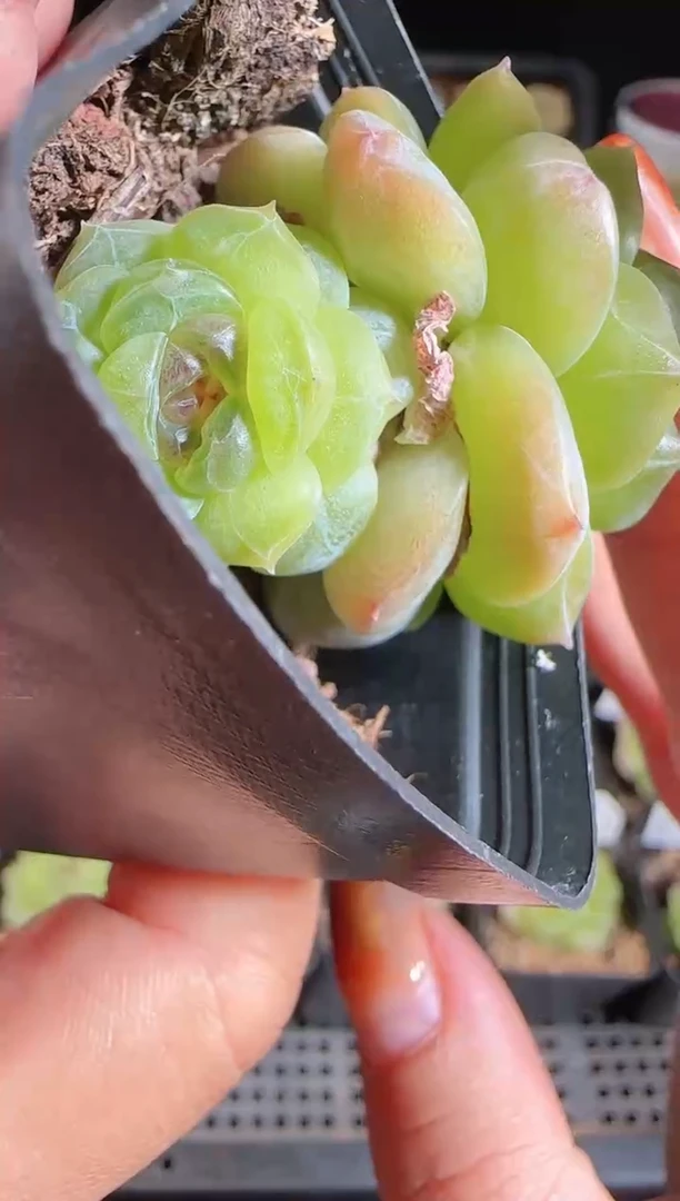 1108-403仙音双头有瑕疵麦秆群不包整