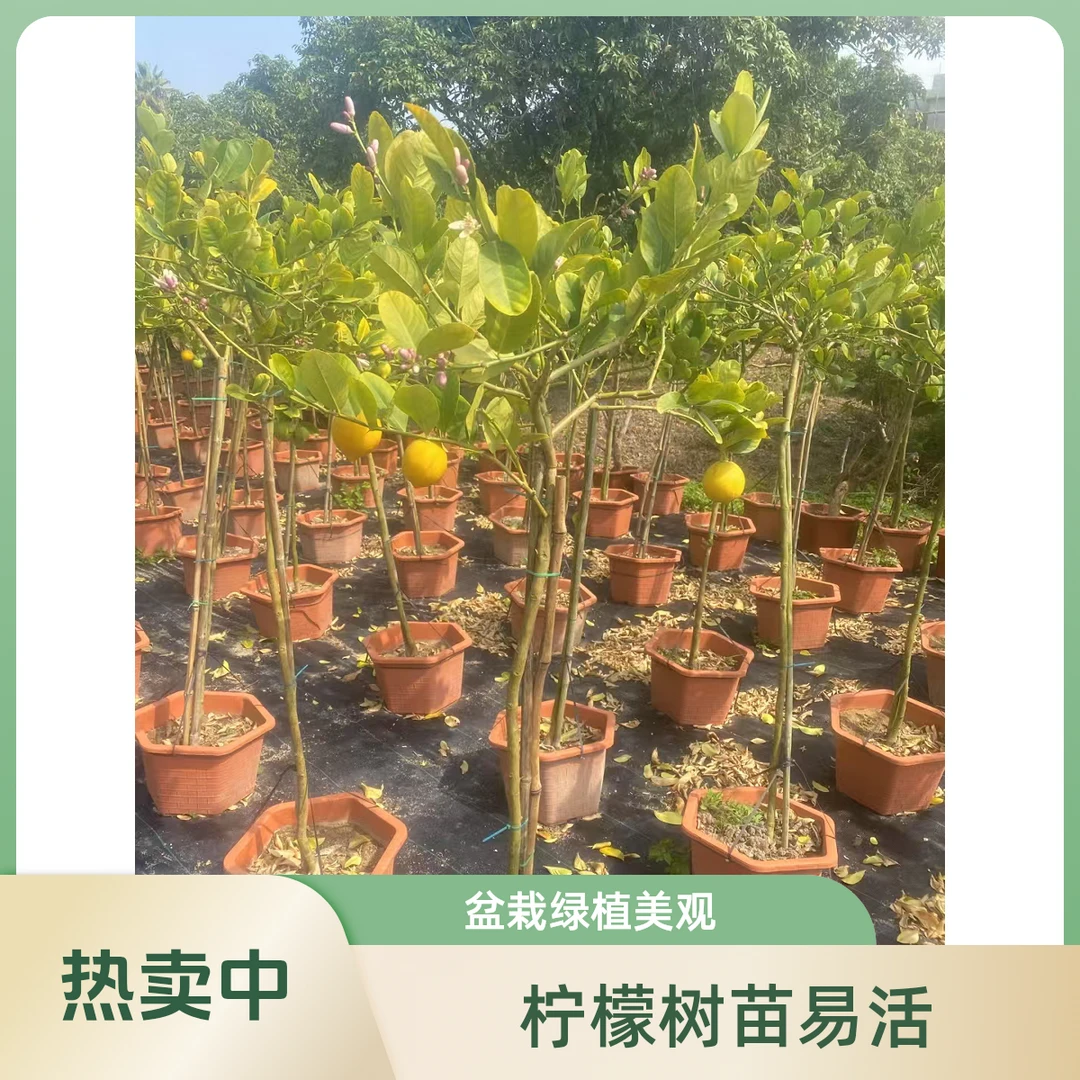 香水柠檬树盆栽四季好养阳台庭院绿植（一物一拍）