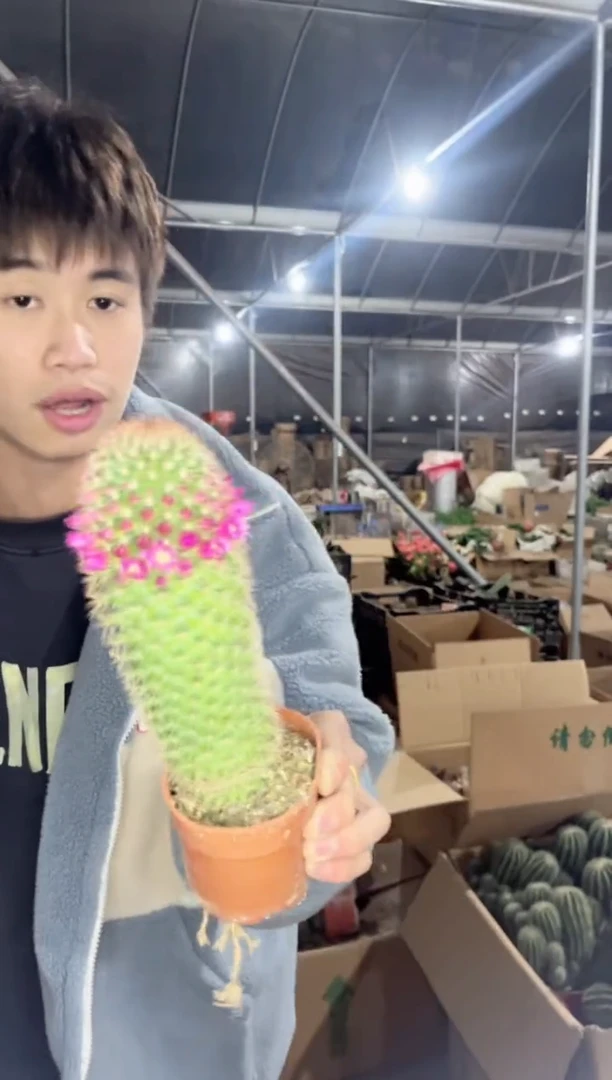 【闪购商品】2颗 红花锦丸