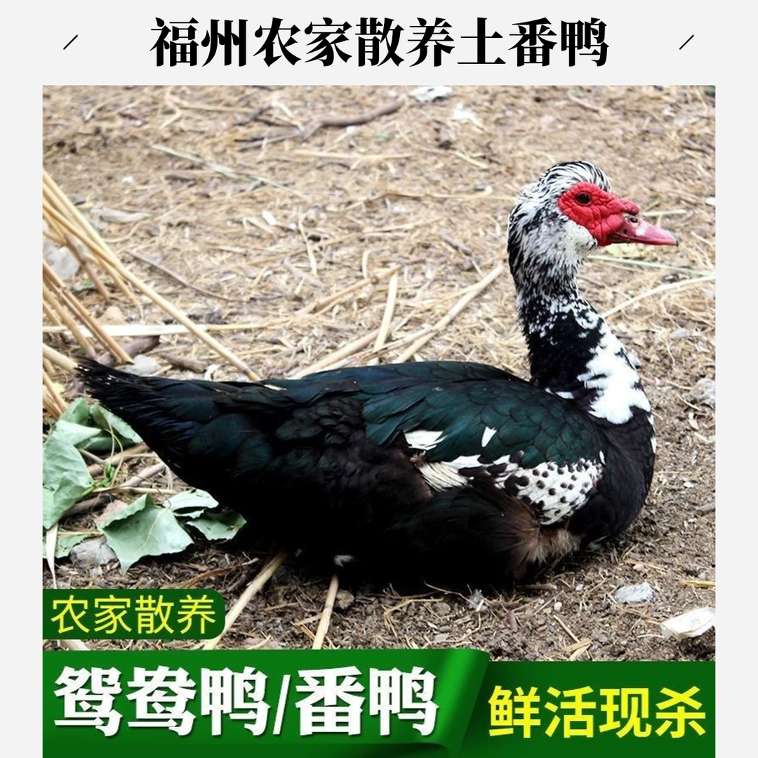 福州农家散养土番鸭火锅食材