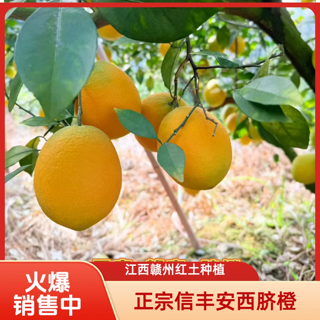 正宗信丰安西赣南脐橙应季水果红土地种植九省包邮现摘果园直发