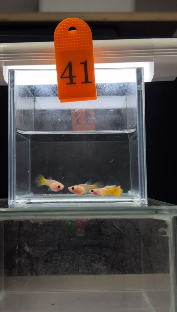 孔雀鱼黄金玻璃猫短C编号41