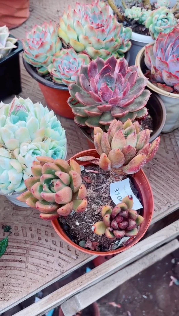 31081多肉植物一物一拍
