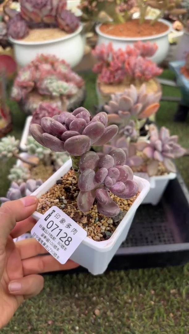 【闪购商品】07128