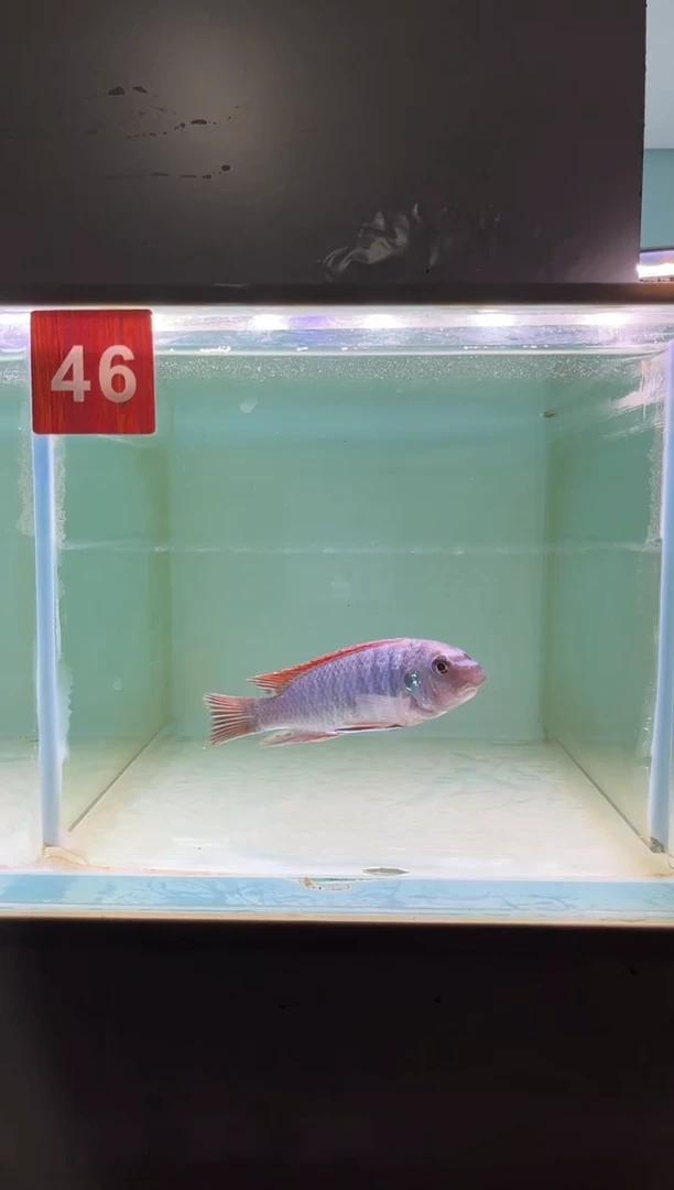 慈鲷鱼野生三湖慈鲷