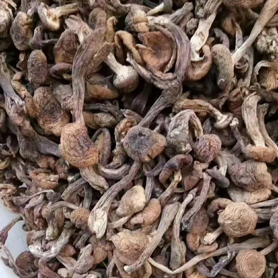 大兴安岭野生草蘑一袋一斤包邮