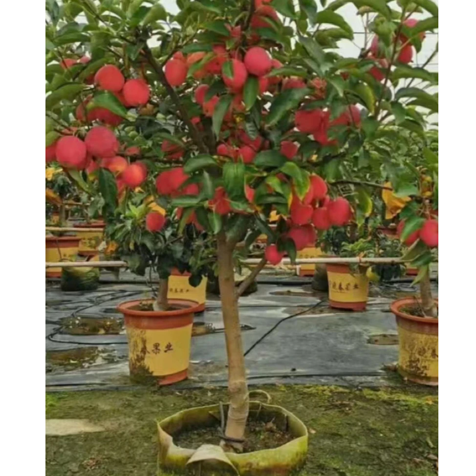 （ 鸡心果大树-顺丰包邮-原土球发货】高度1.6米左右高 基地直销