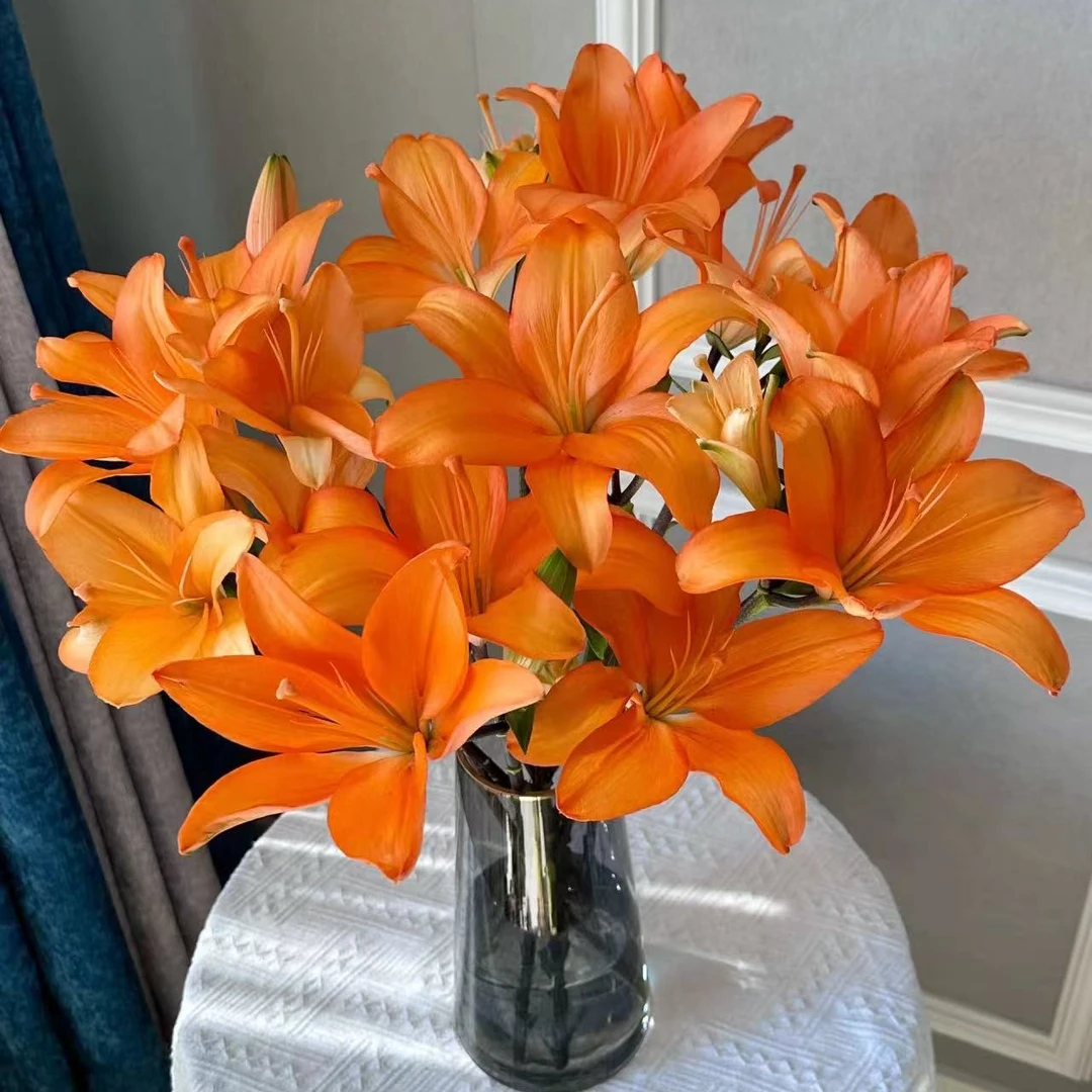 橙色梦想亚百合10支20花苞 （收到及时醒花）
