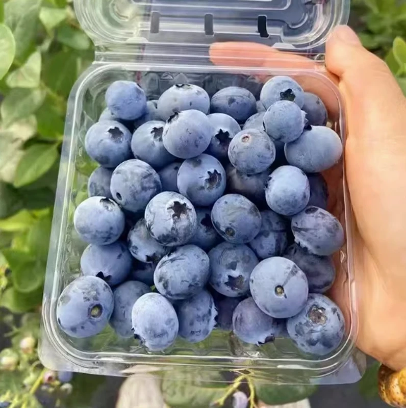 18+现摘蓝莓125g/盒