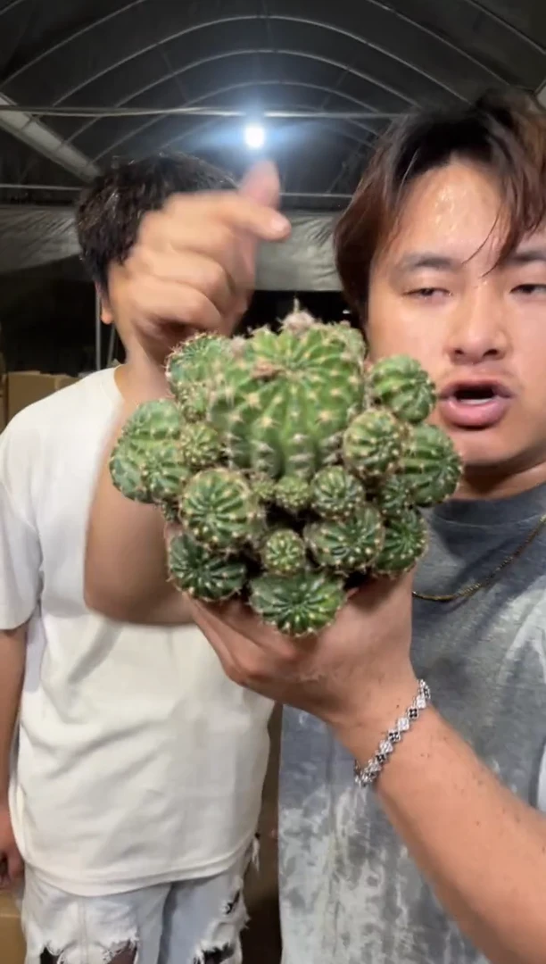 2颗 荷花 群生【带根】品种不指定