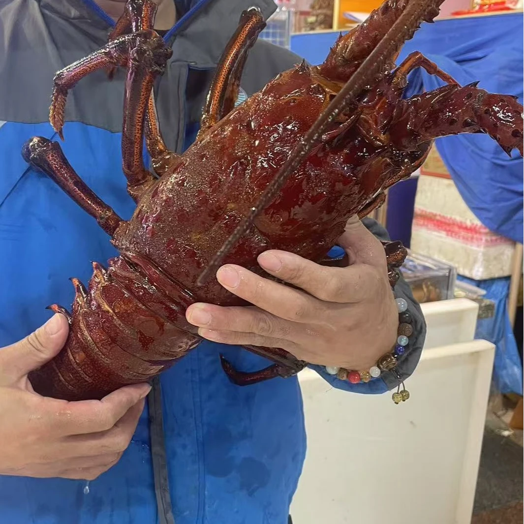 活澳龙/玫瑰龙，直播间现挑现选现场称重2斤起【大连市内5区跑腿2小时到家】精品