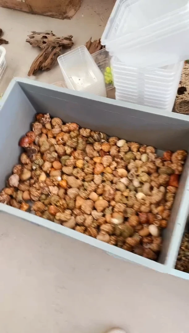 西沙灰白随机3只装