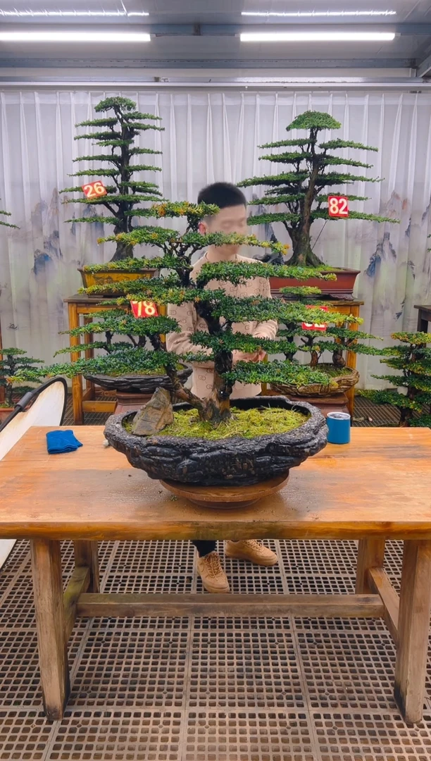 无花朵星*精品盆景直播间一物一拍