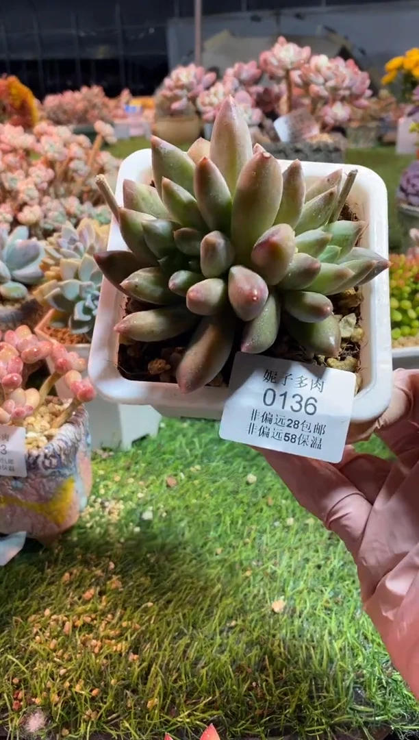 【闪购商品】0136a