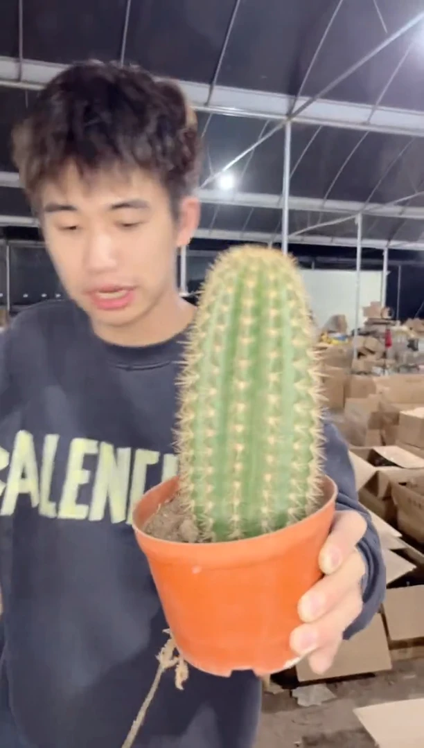 【闪购商品】大飞碟 毛花柱