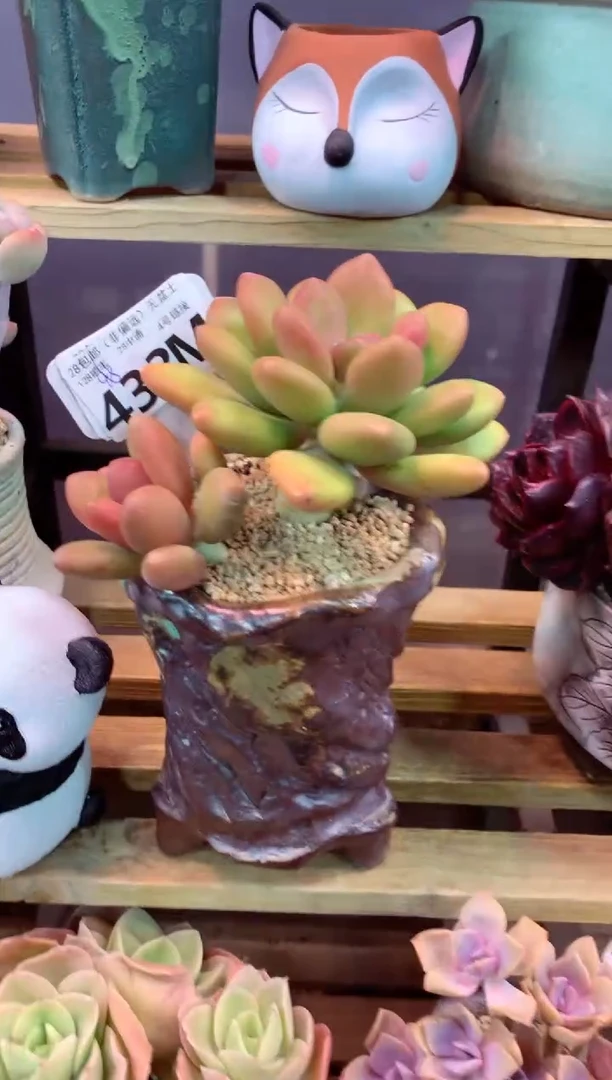 433M（一物一拍，精品多肉，所见即所得 ）