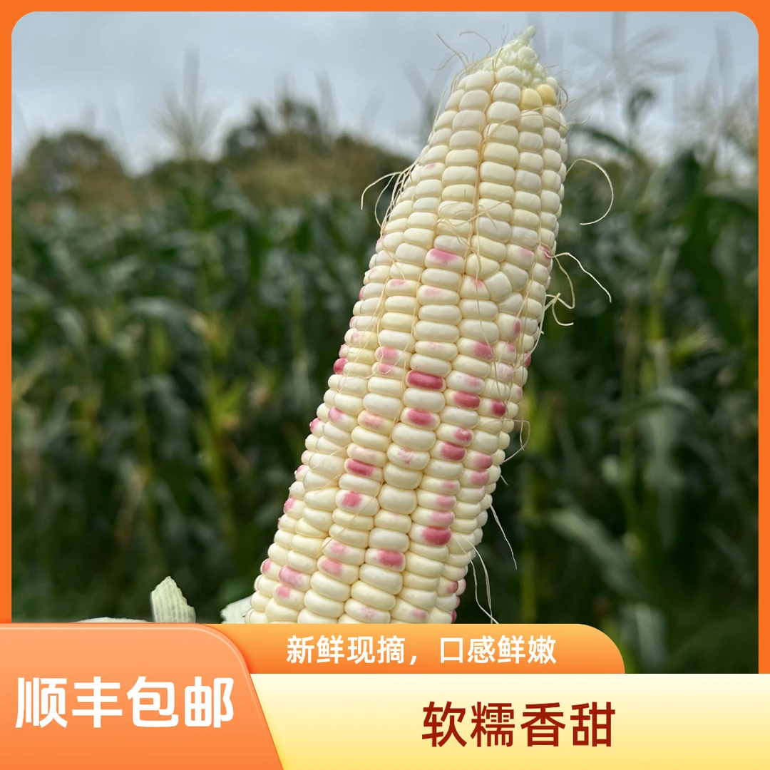 【顺丰包邮】当季新鲜现摘农家花糯玉米清甜香糯带皮苞谷代餐粗粮