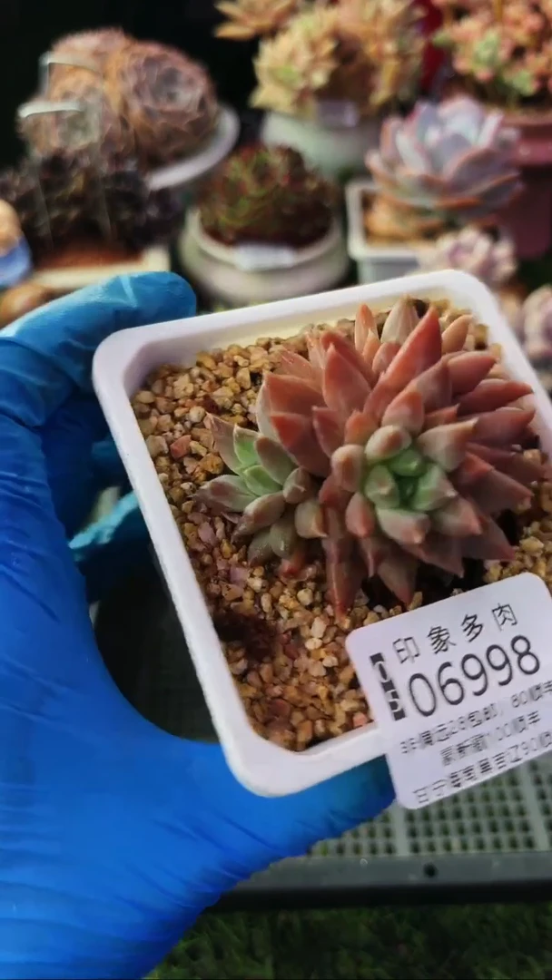 昆明印象多肉06998