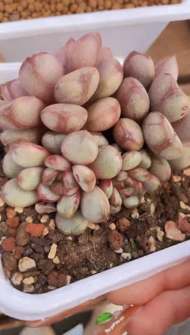 【闪购商品】046葡萄多肉