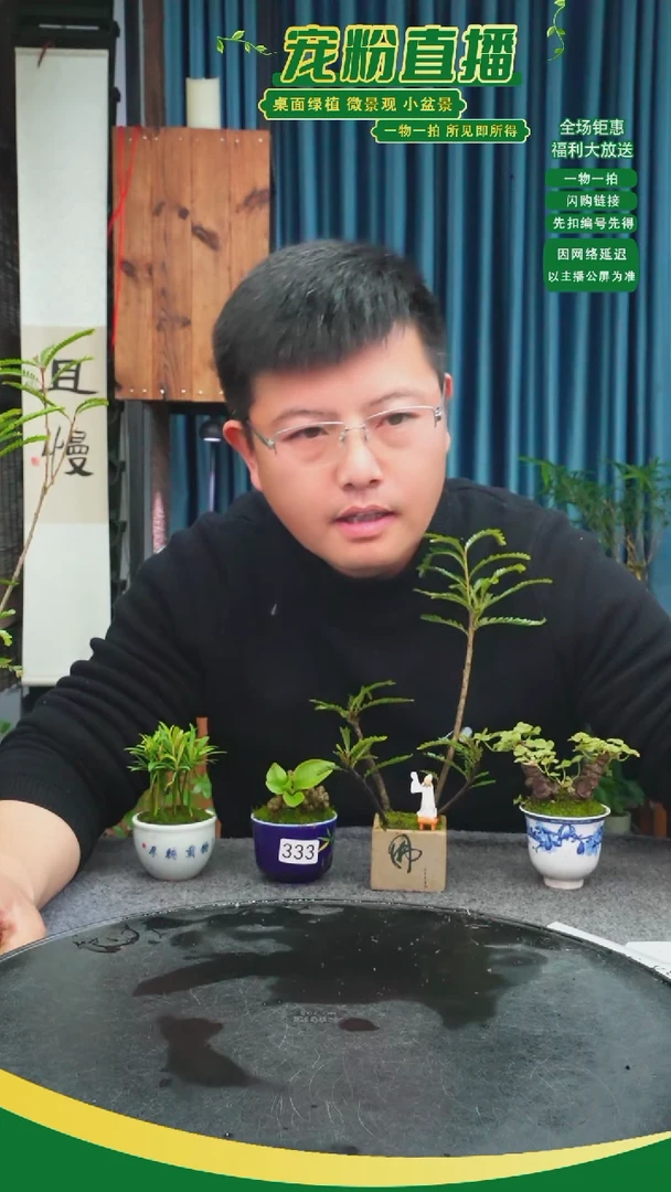 无花朵蜜*?苔藓微景观333号