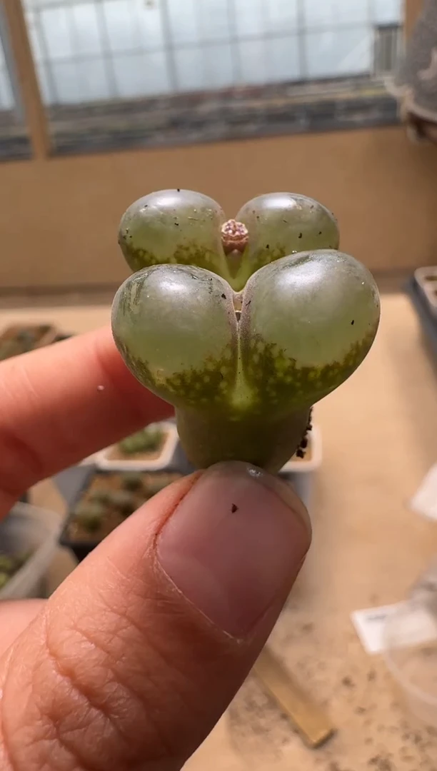 【闪购商品】1/21-142