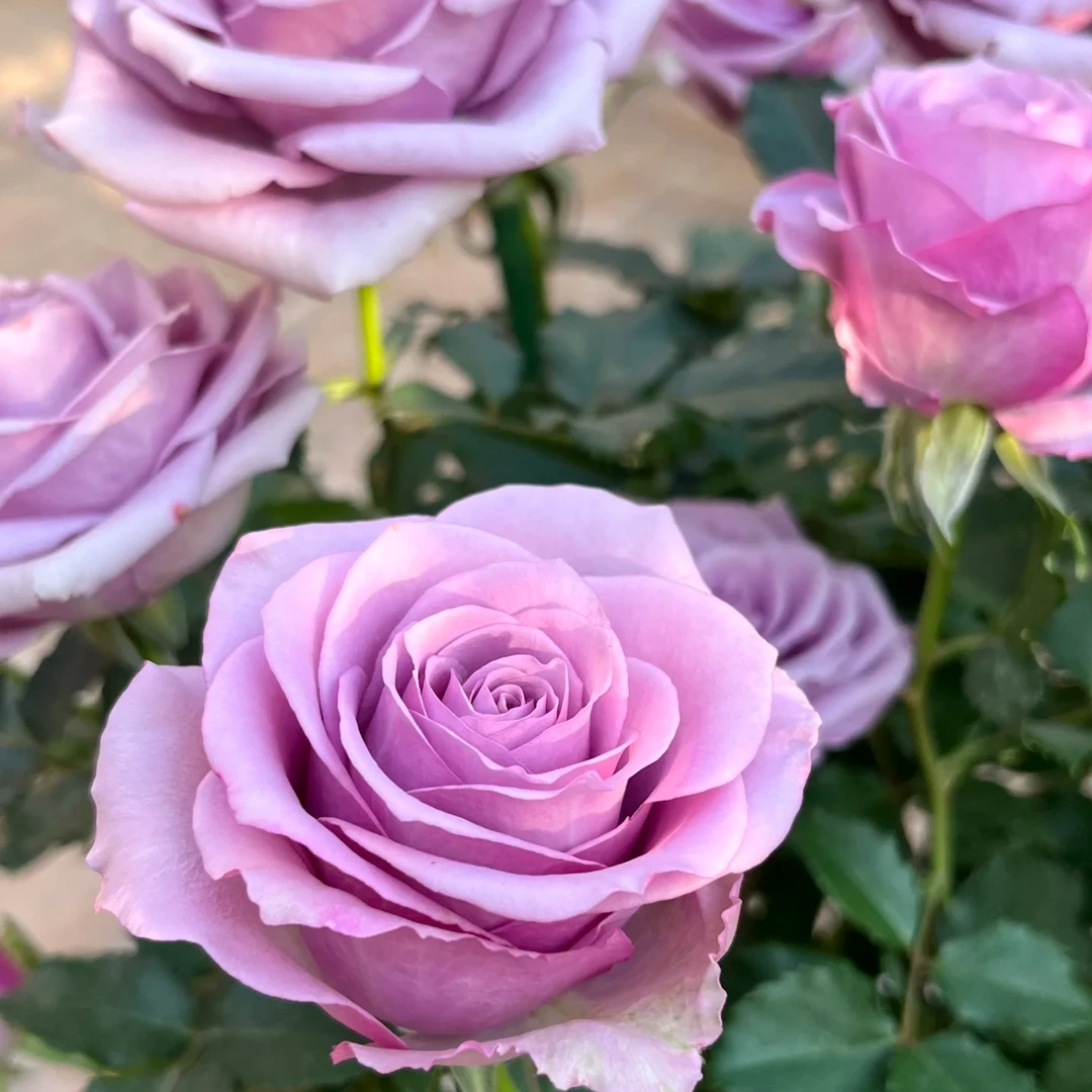 紫霞仙子/夜莺 2.8升根接苗