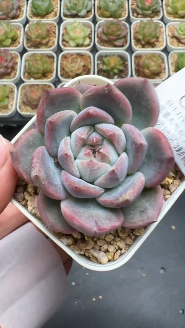 302G云禹多肉植物 脱土纸巾打包 3颗包邮