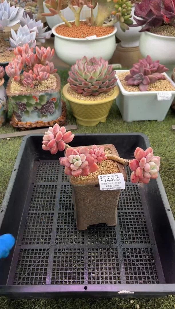 【闪购商品】14469