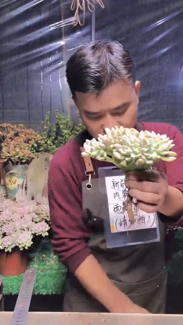 141淡雪缀化（一物一拍）