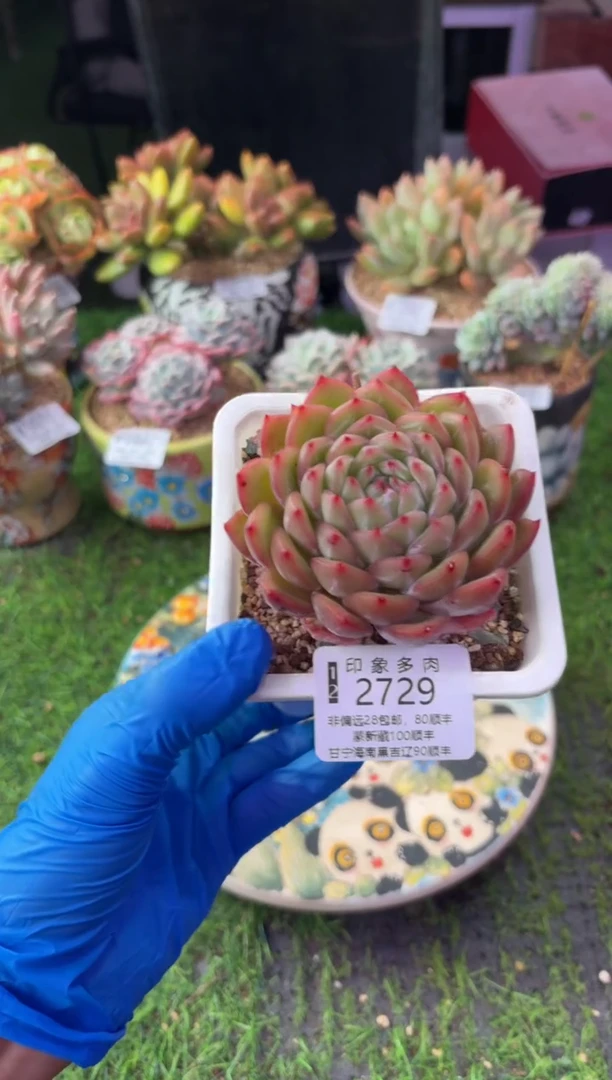 昆明印象多肉2729