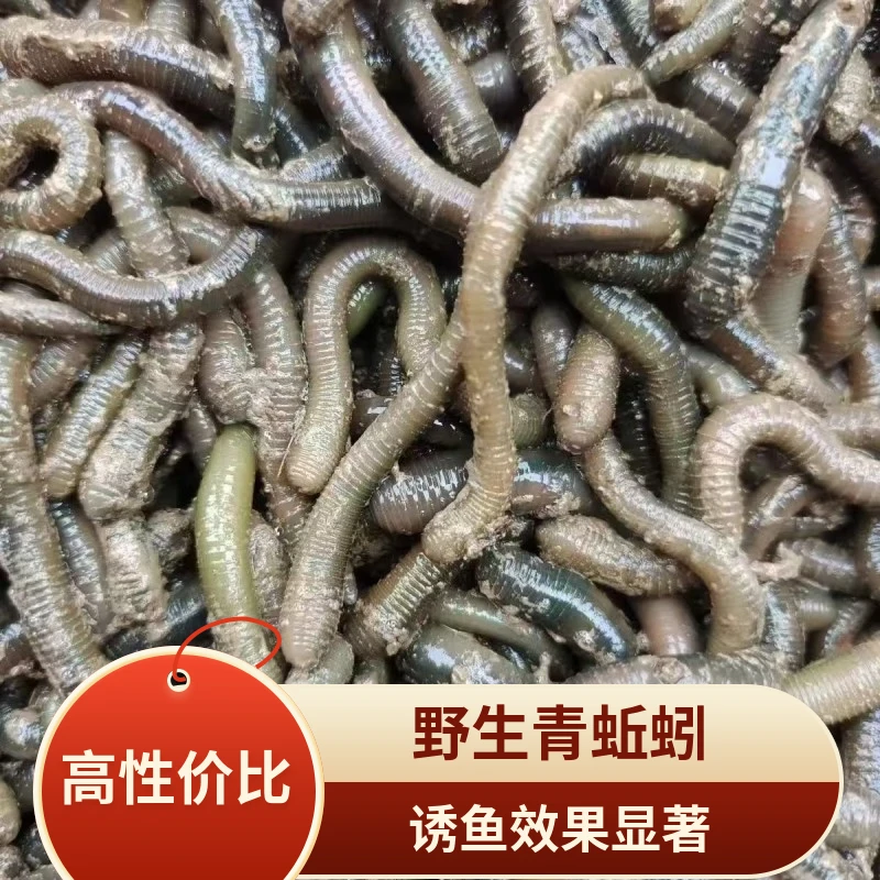 鲜活特大味浓青蚯蚓黑蚯蚓夏季钓黄鳝鲶鱼黑鱼地笼活饵宠物饲料