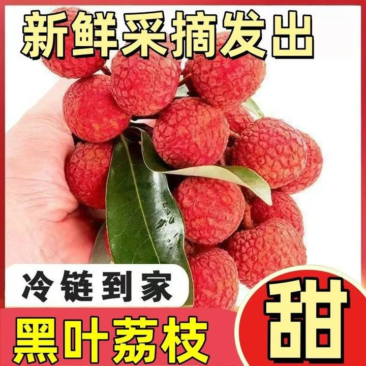 【冷链直发】福建老树黑叶荔枝 当季新鲜应季水果新鲜采摘人工精选