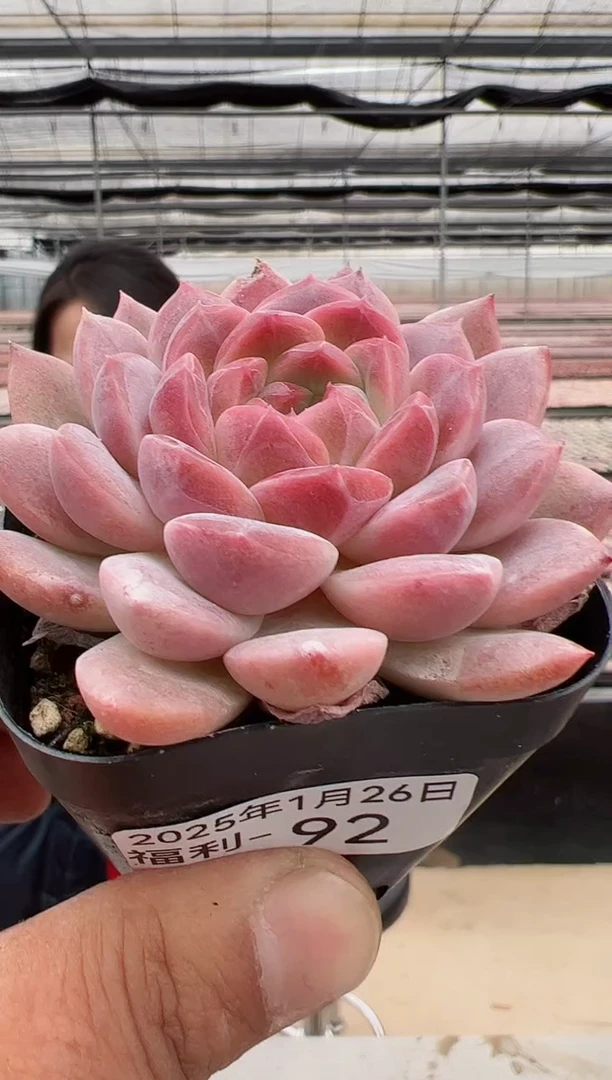 【闪购商品】福利款多肉（红韵）92