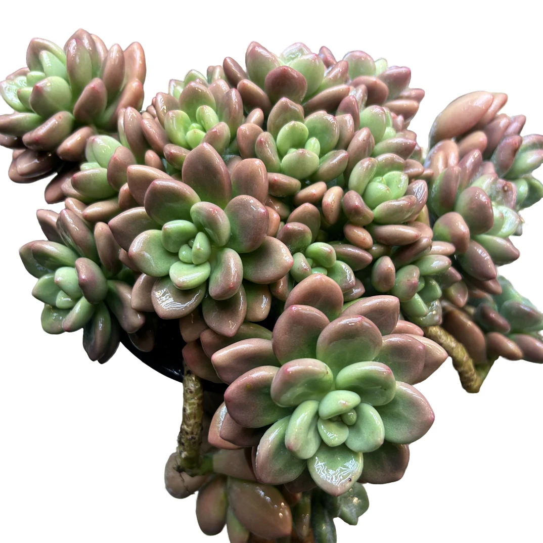 （控养红洛神）整装老桩飘枝盆栽盆景多肉