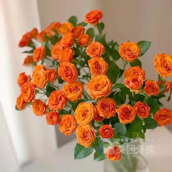 星季鲜花（橙色芭比多头玫瑰）5支多头玫瑰泡泡任意两单包邮送保温棉