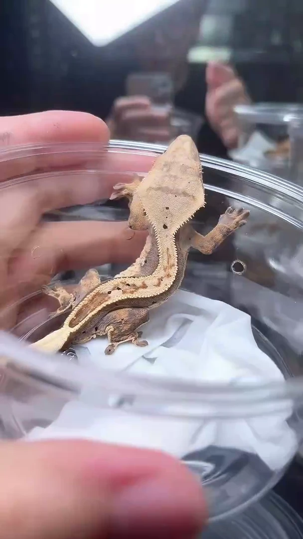 睫角守宫睫角守宫A24号