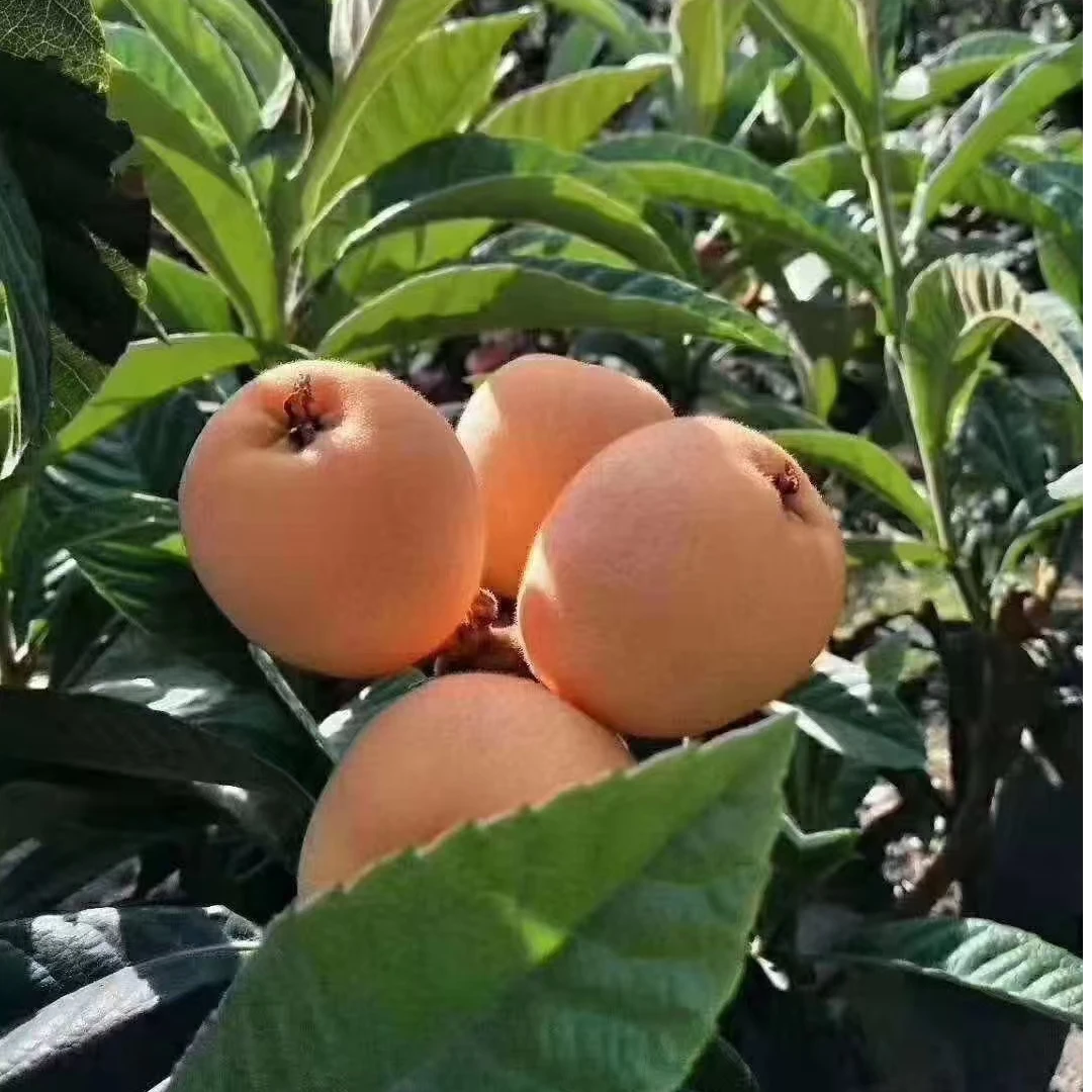 大伍星家庭绿色植物盆栽地栽