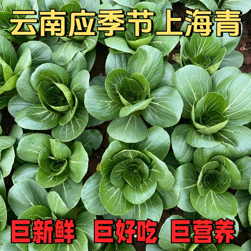 云南小青菜新鲜上海青宝宝辅食当季蔬菜小油菜绿叶蔬菜崔爽上海青