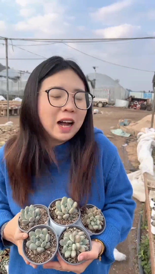 【闪购商品】104-森林之心三单两多带盆土9.99